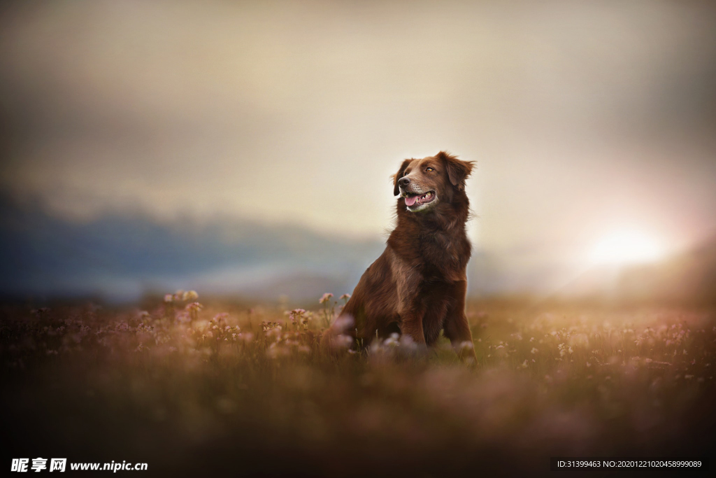 动物 宠物 狗 猫