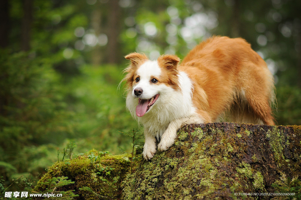 动物 宠物 狗 猫