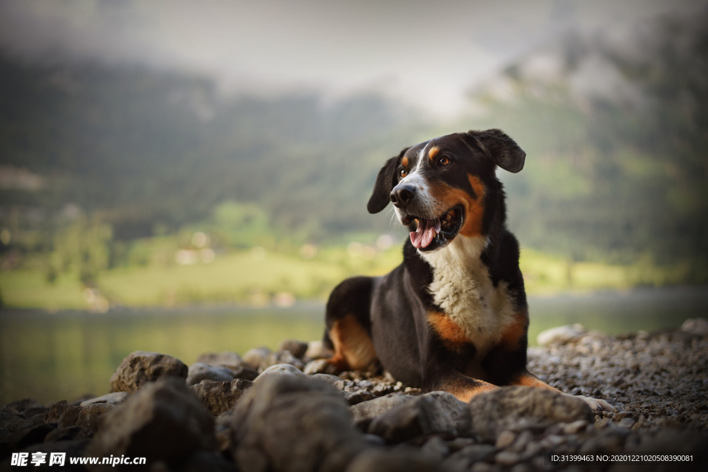 动物 宠物 狗 猫