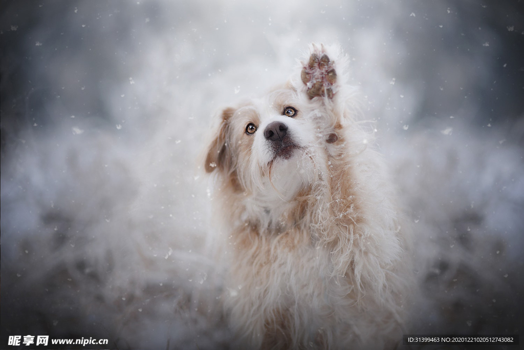 动物 宠物 狗 猫