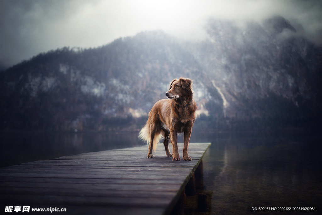 动物 宠物 狗 猫