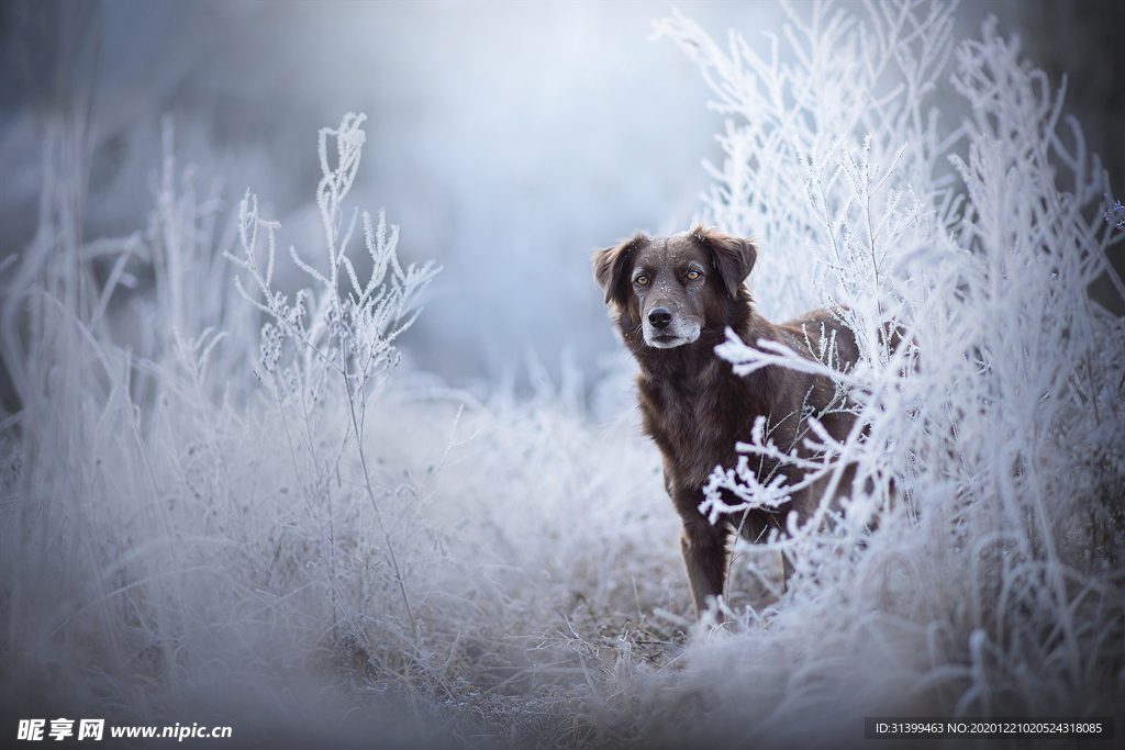 动物 宠物 狗 猫