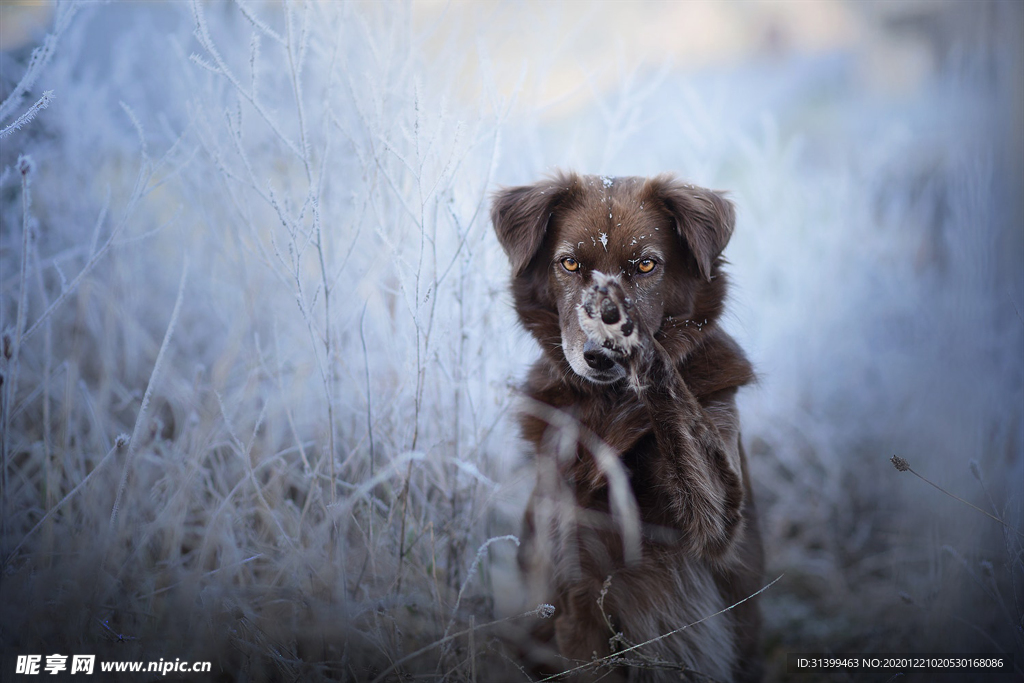 动物 宠物 狗 猫