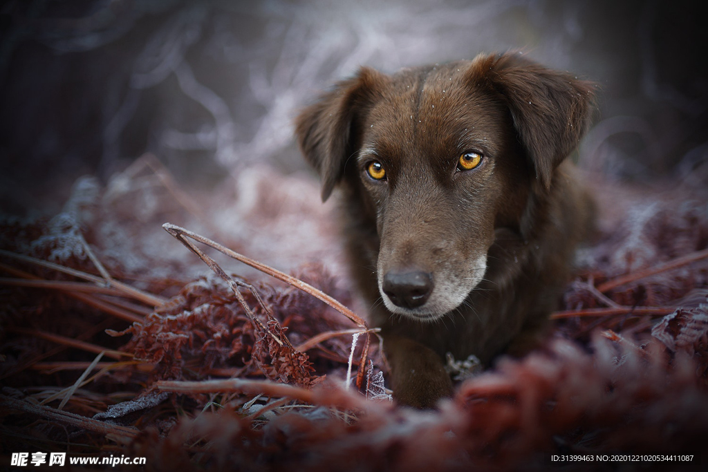 动物 宠物 狗 猫