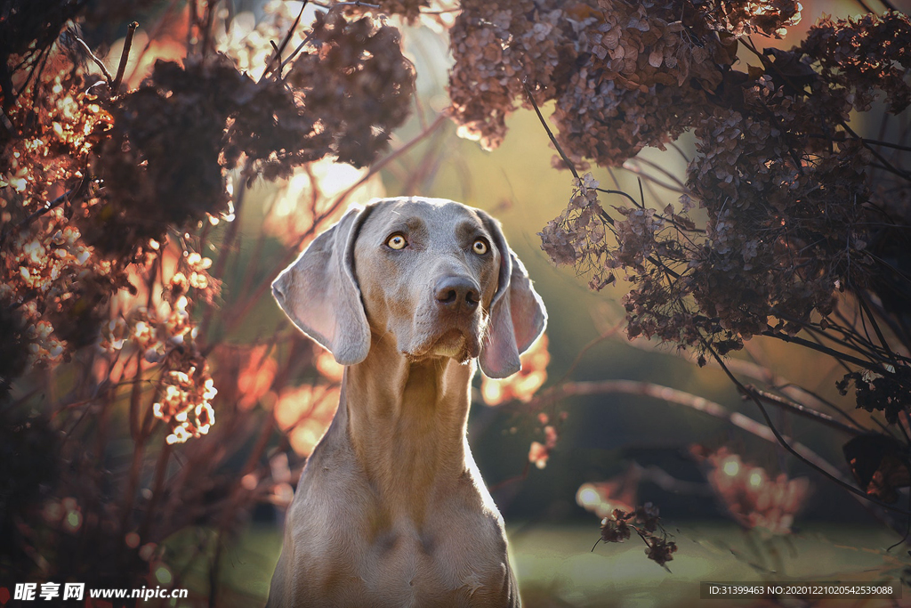 动物 宠物 狗 猫