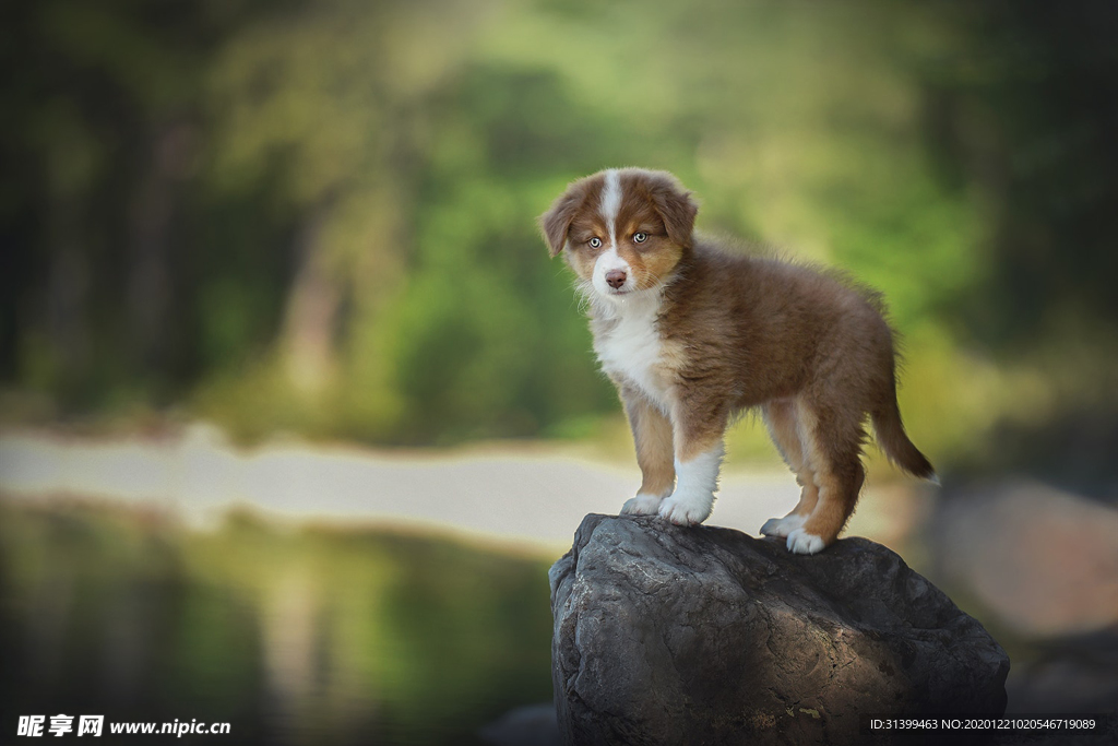 动物 宠物 狗 猫