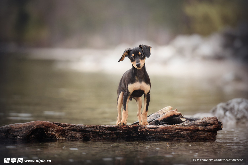 动物 宠物 狗 猫