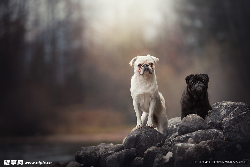 动物 宠物 狗 猫