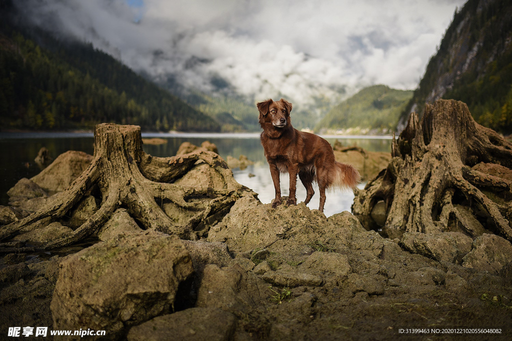 动物 宠物 狗 猫