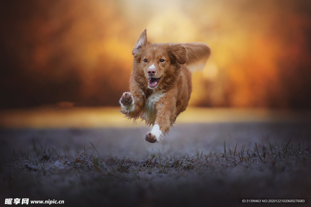 动物 宠物 狗 猫