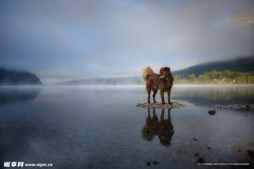 动物 宠物 狗 猫