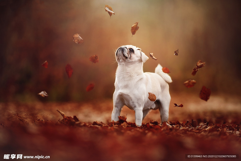 动物 宠物 狗 猫