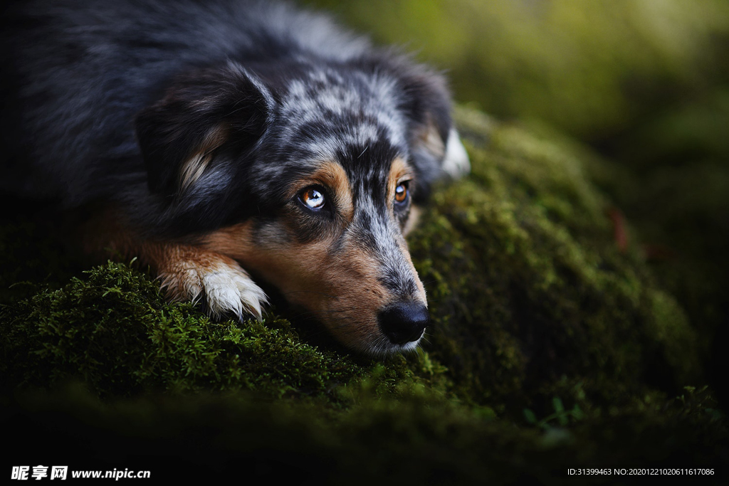 动物 宠物 狗 猫