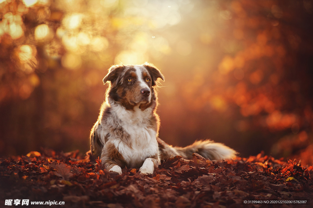 动物 宠物 狗 猫