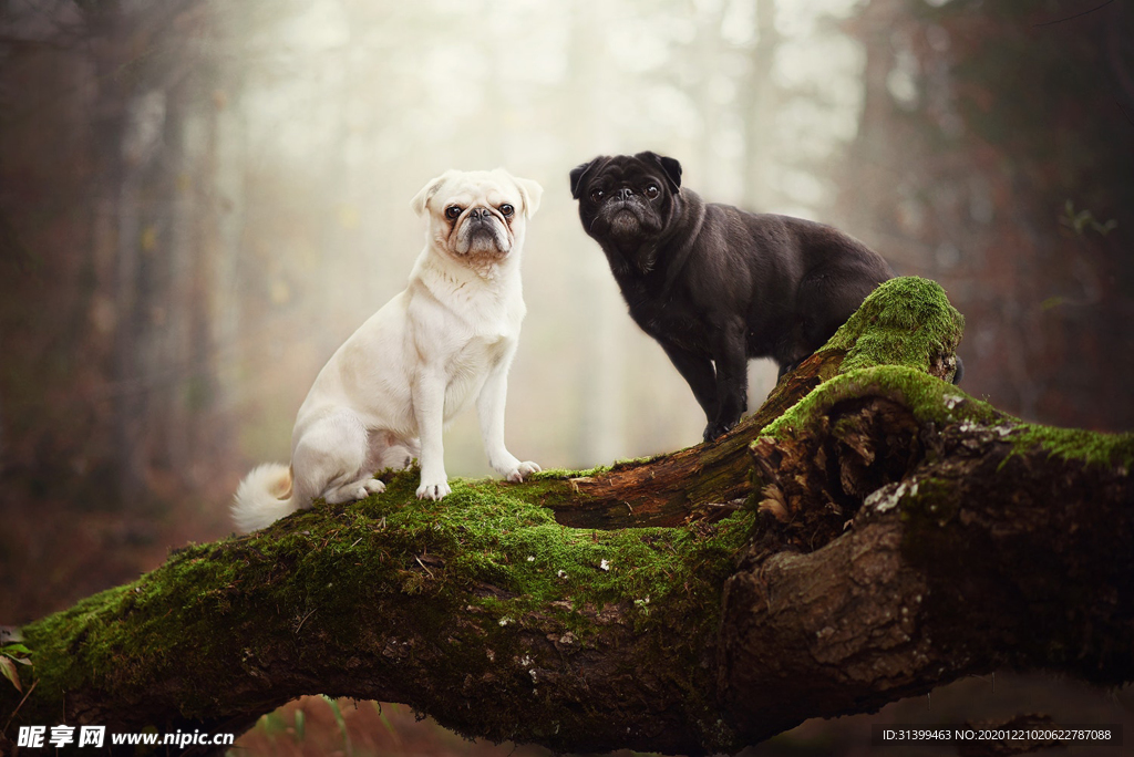 动物 宠物 狗 猫