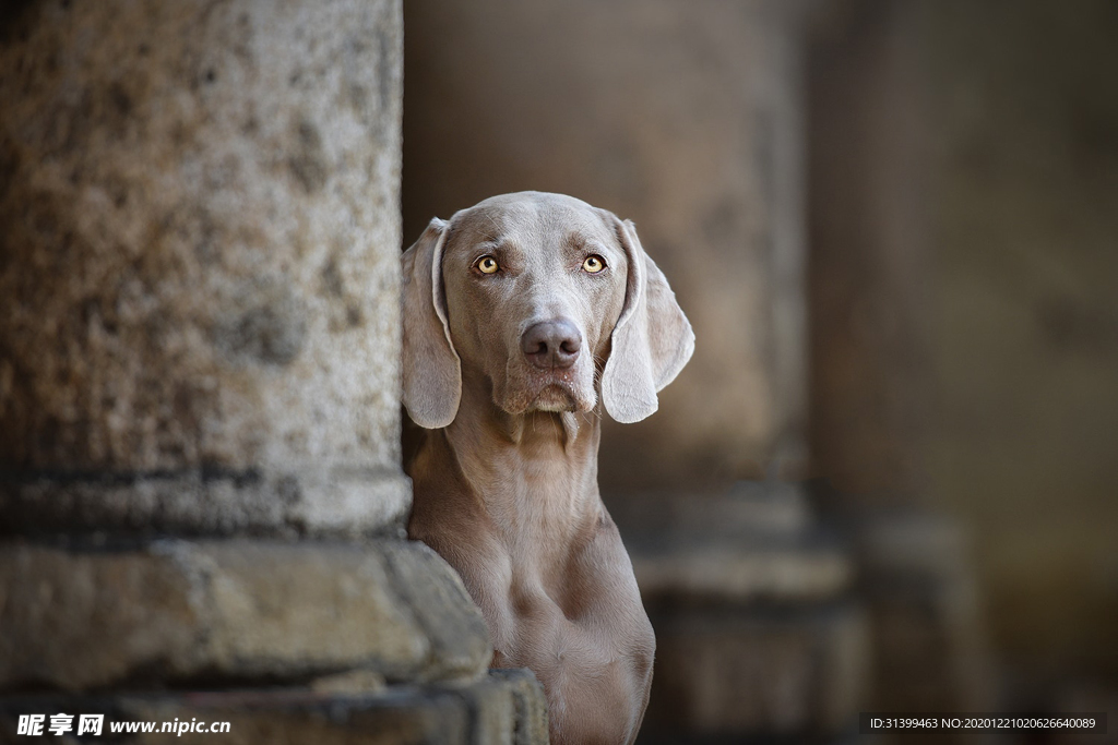 动物 宠物 狗 猫