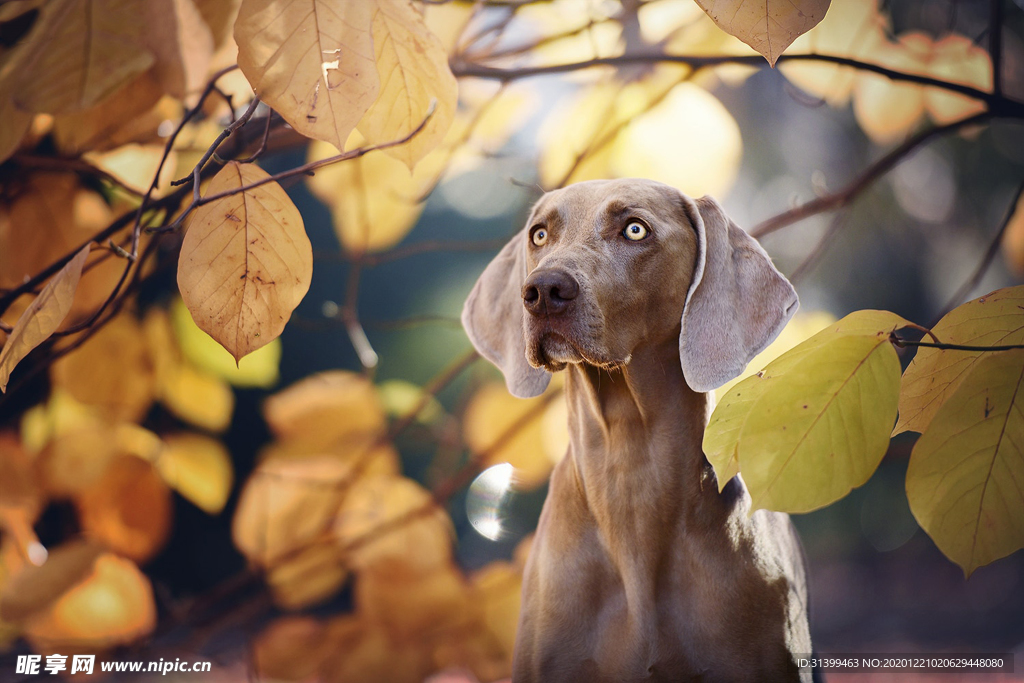 动物 宠物 狗 猫