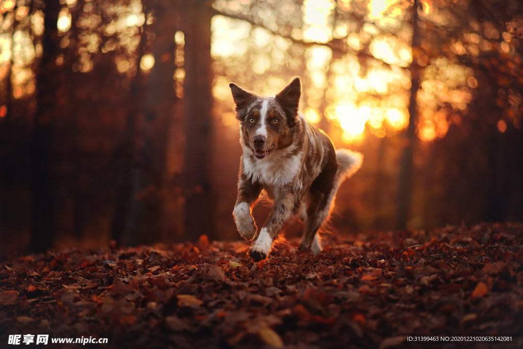 动物 宠物 狗 猫