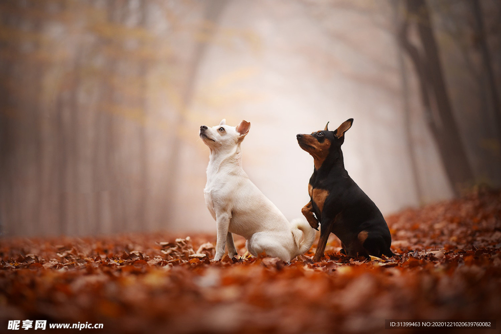 动物 宠物 狗 猫