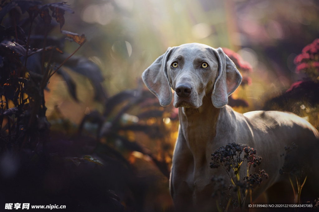 动物 宠物 狗 猫