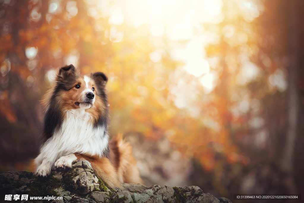 动物 宠物 狗 猫