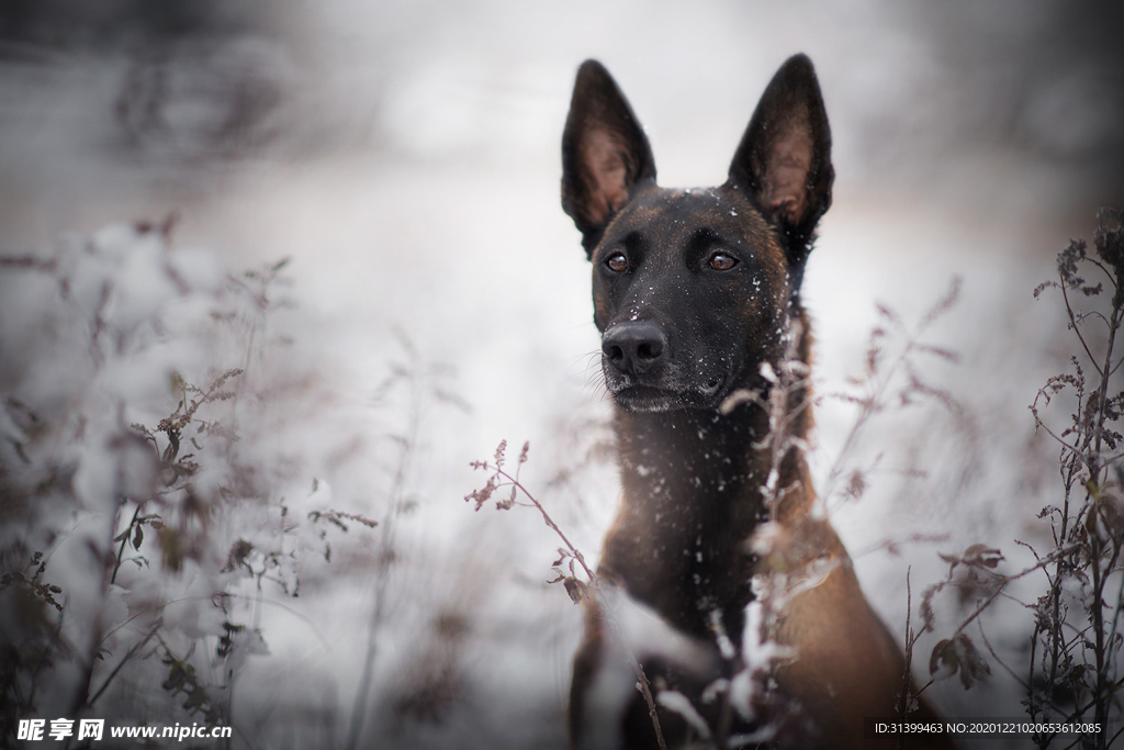 动物 宠物 狗 猫