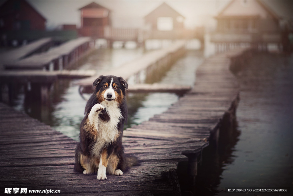 动物 宠物 狗 猫