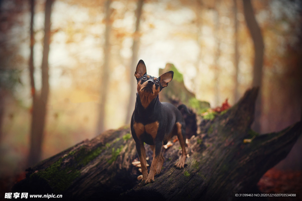 动物 宠物 狗 猫