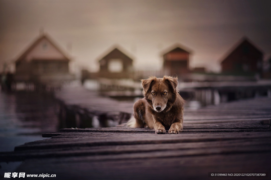 动物 宠物 狗 猫