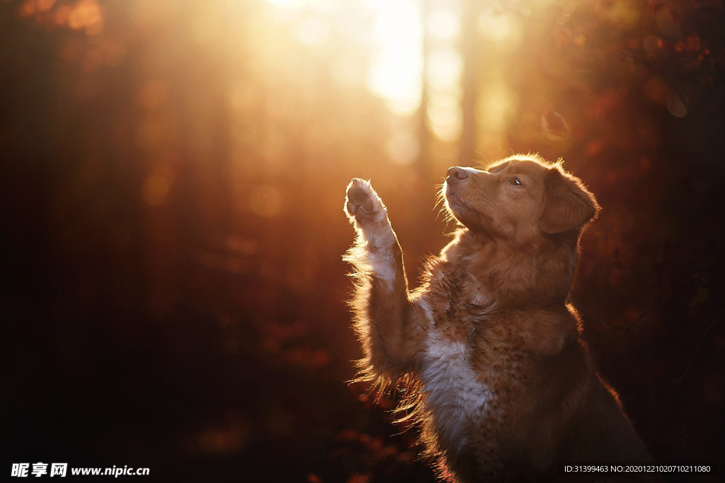 动物 宠物 狗 猫