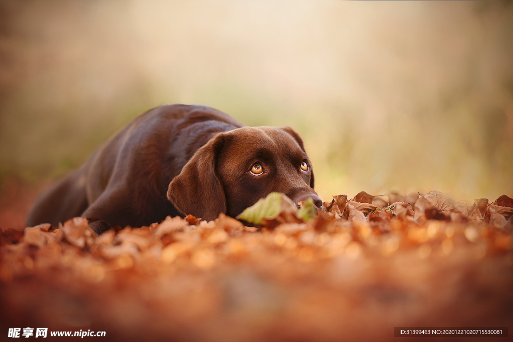 动物 宠物 狗 猫