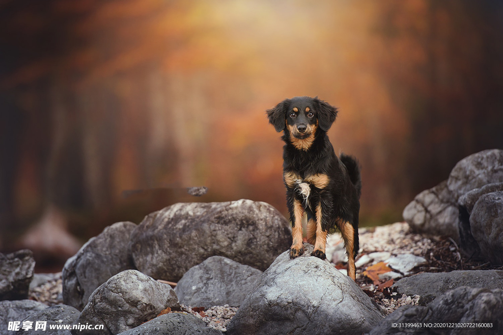 动物 宠物 狗 猫