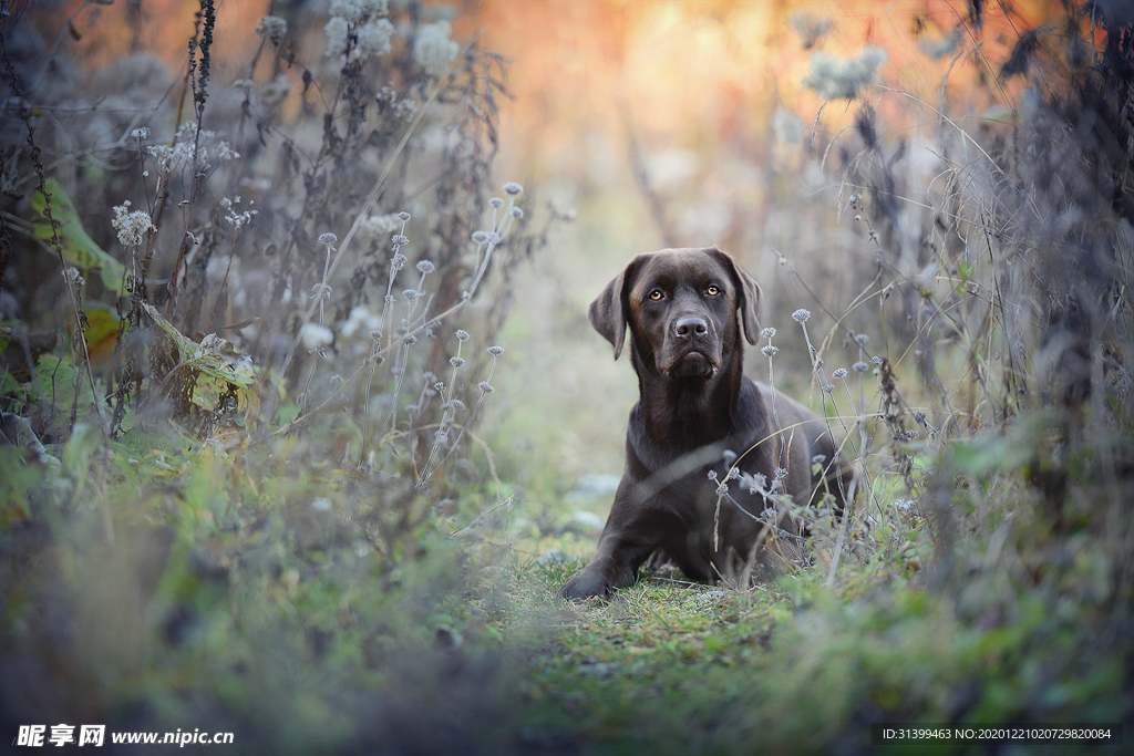 动物 宠物 狗 猫