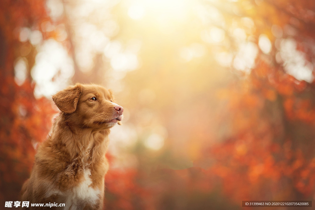 动物 宠物 狗 猫