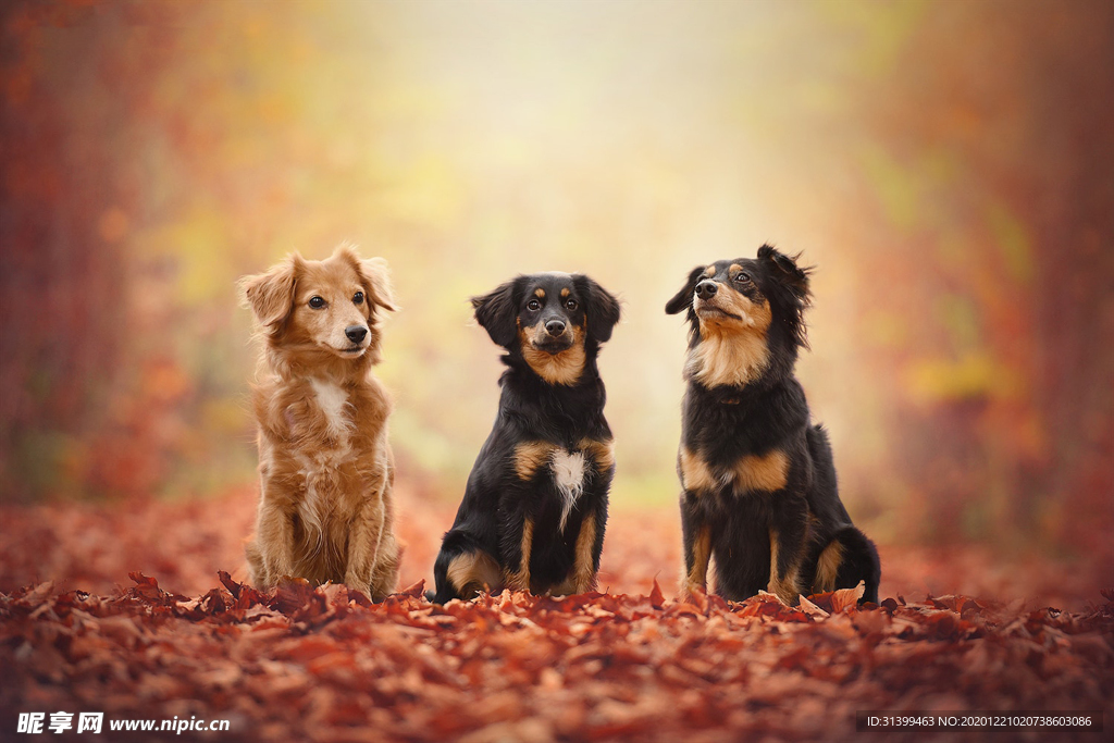 动物 宠物 狗 猫