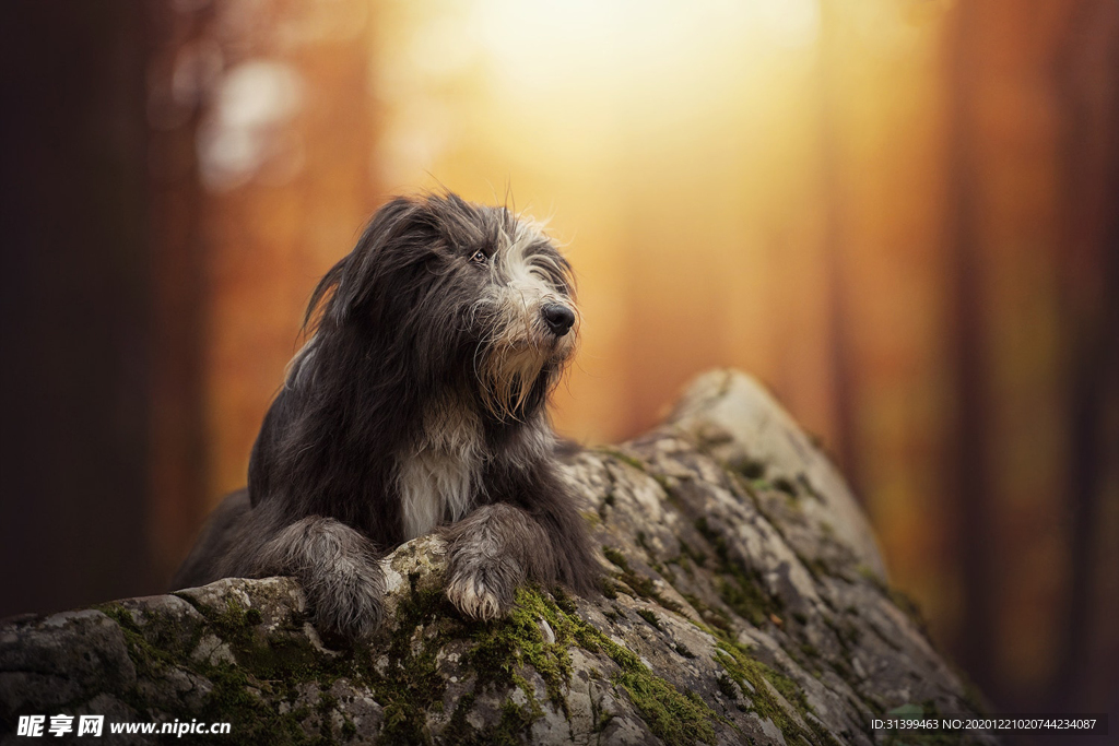 动物 宠物 狗 猫