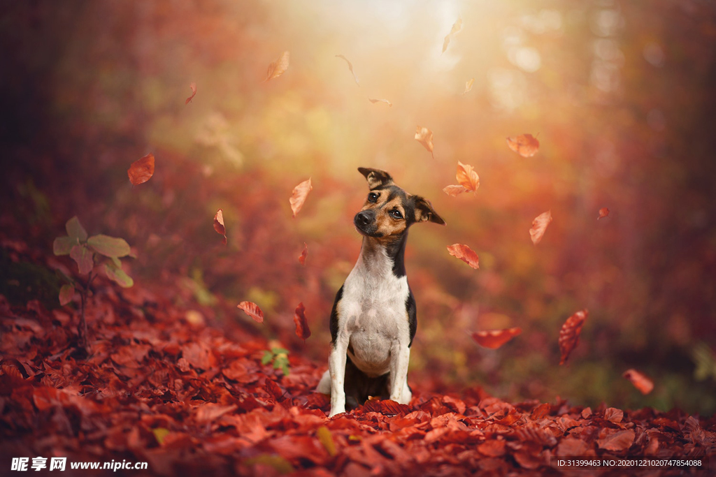 动物 宠物 狗 猫