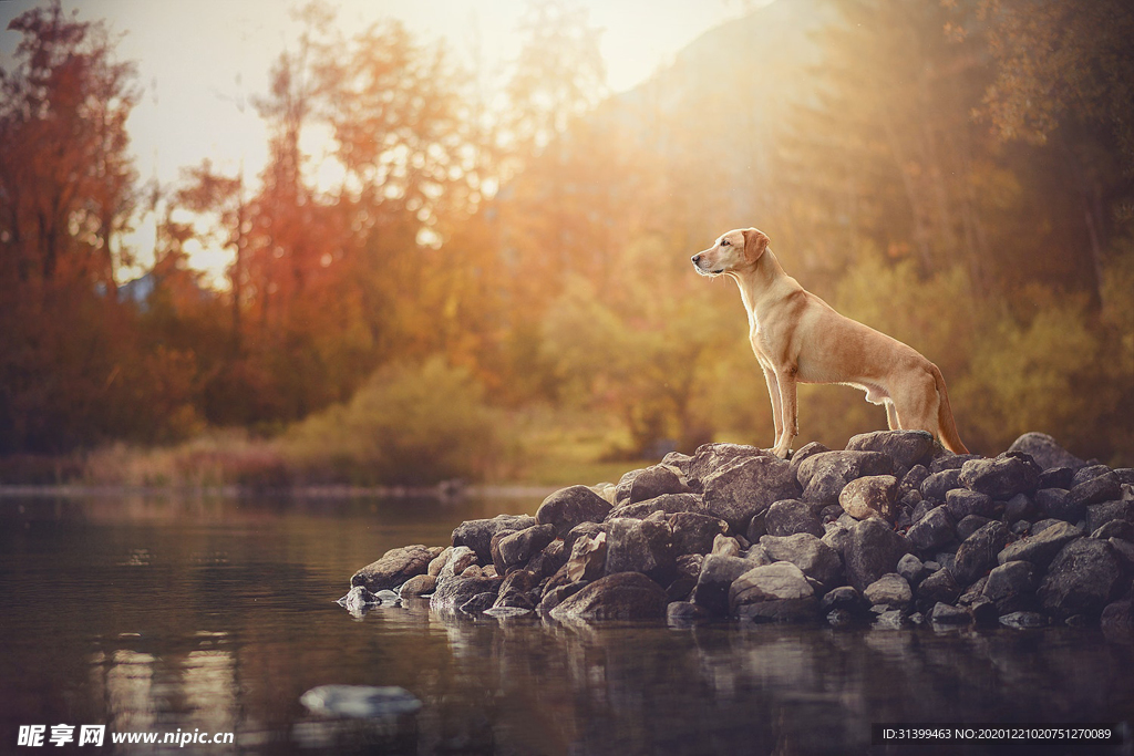 动物 宠物 狗 猫