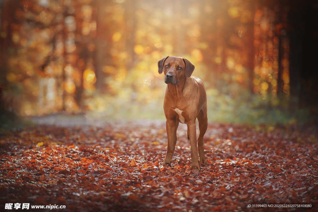 动物 宠物 狗 猫