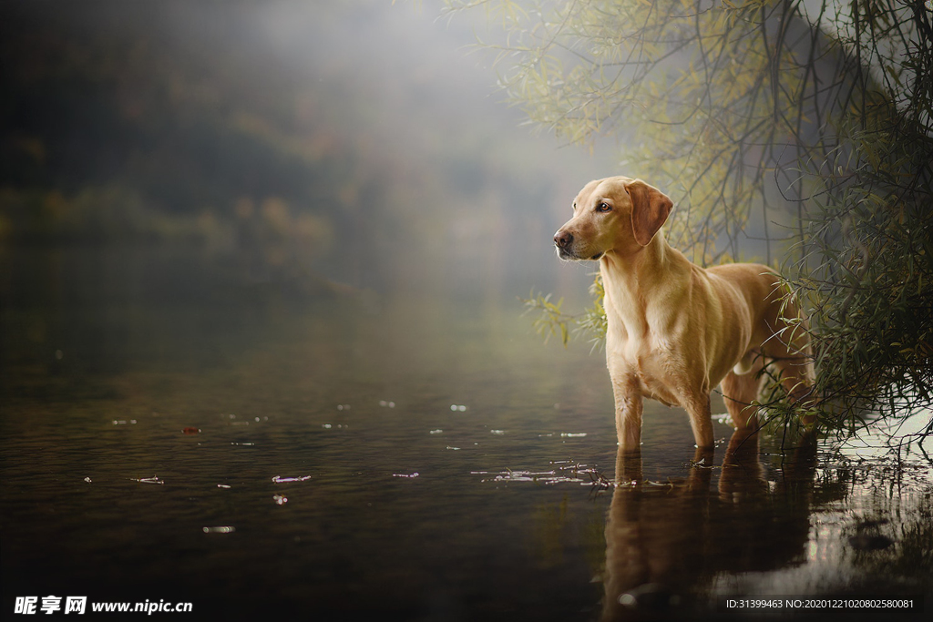 动物 宠物 狗 猫