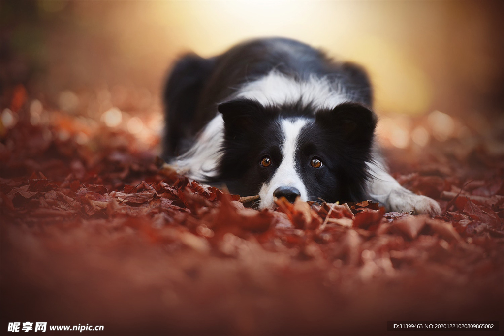 动物 宠物 狗 猫