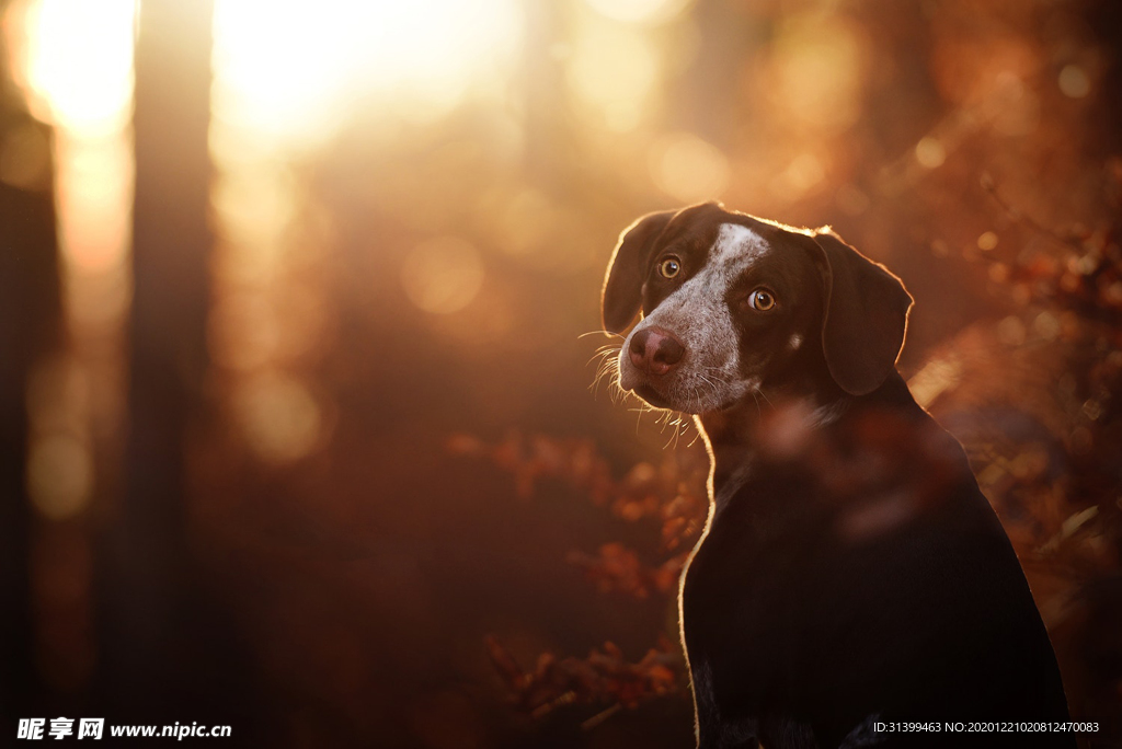 动物 宠物 狗 猫