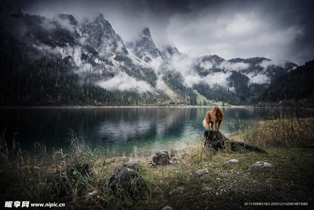 动物 宠物 狗 猫