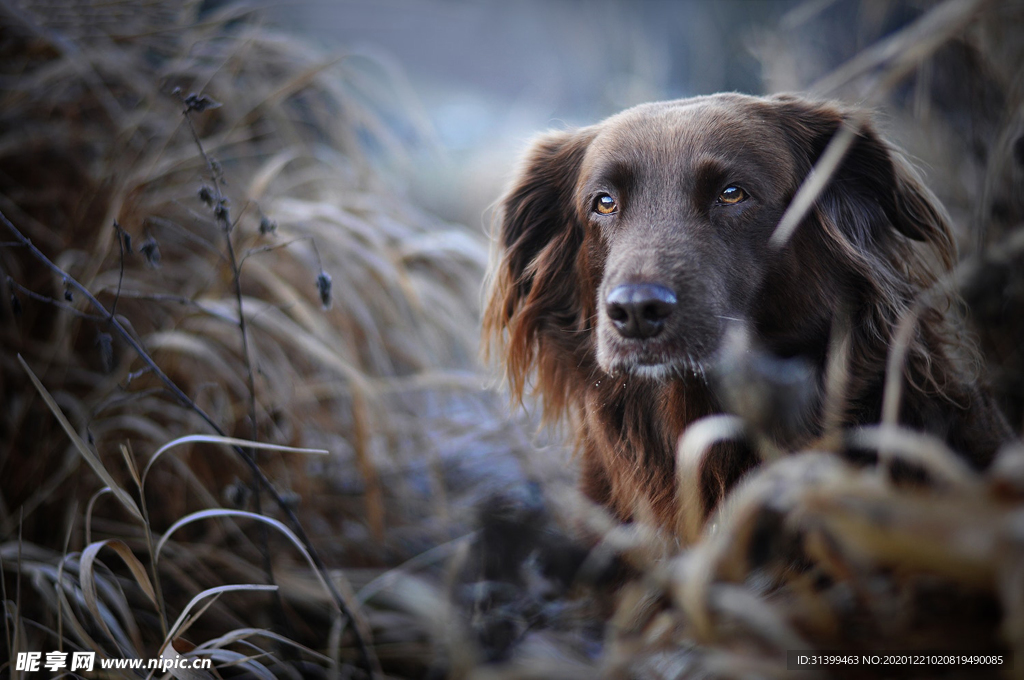 动物 宠物 狗 猫