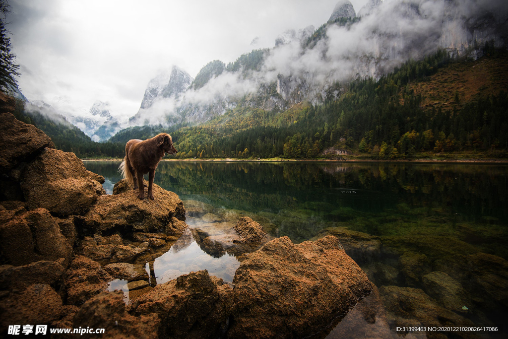 动物 宠物 狗 猫
