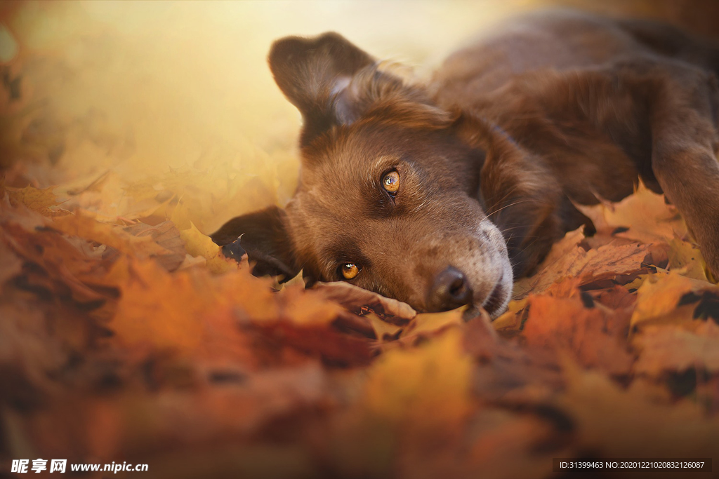 动物 宠物 狗 猫