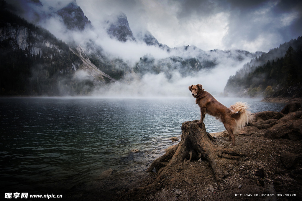 动物 宠物 狗 猫