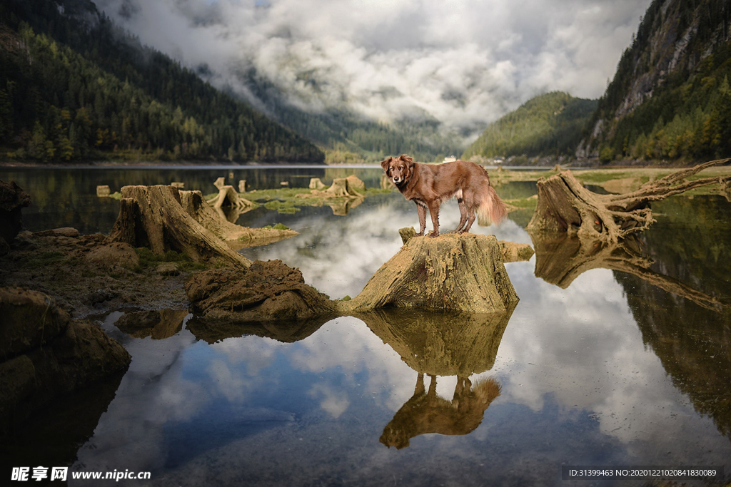 动物 宠物 狗 猫