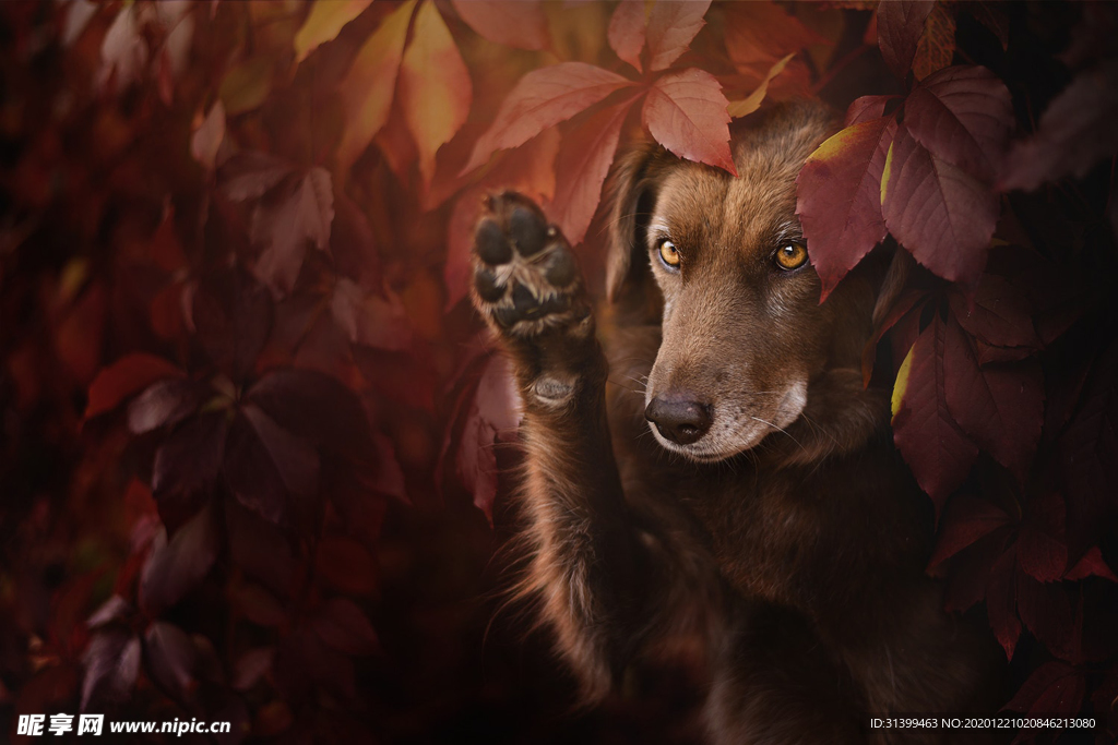 动物 宠物 狗 猫