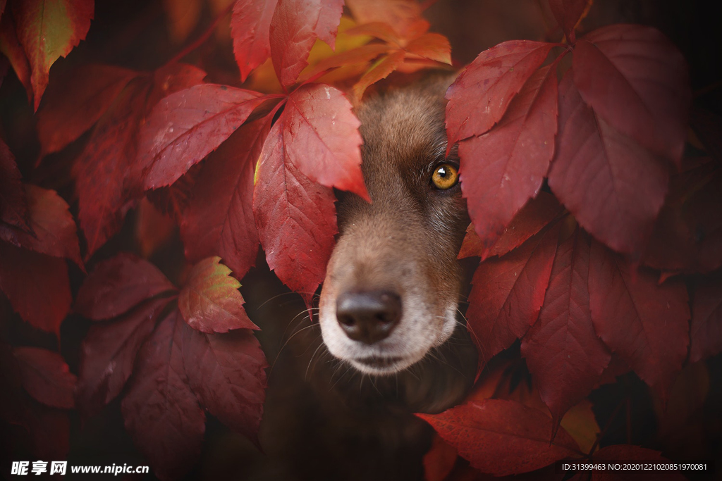动物 宠物 狗 猫